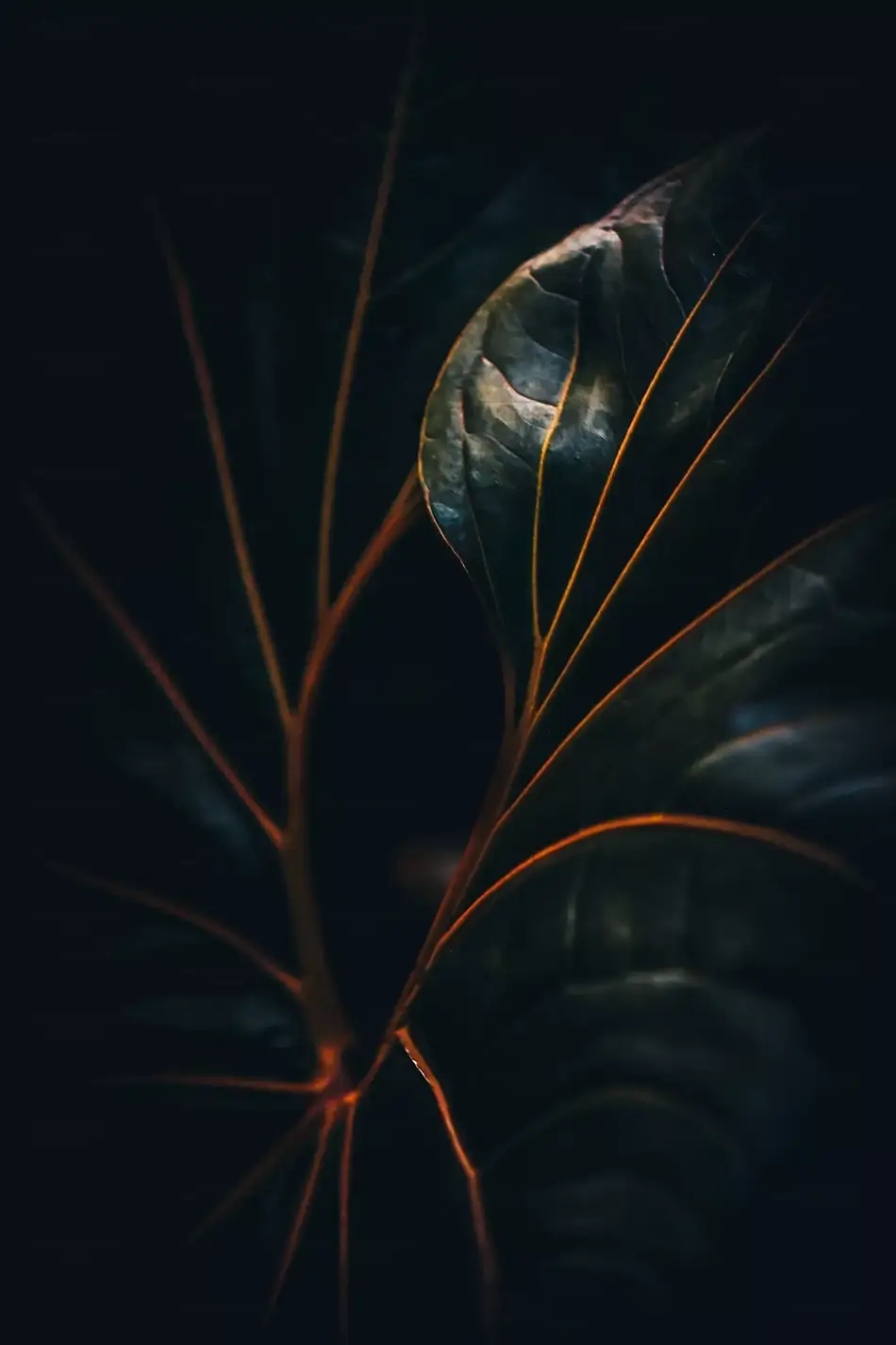 General Section Image