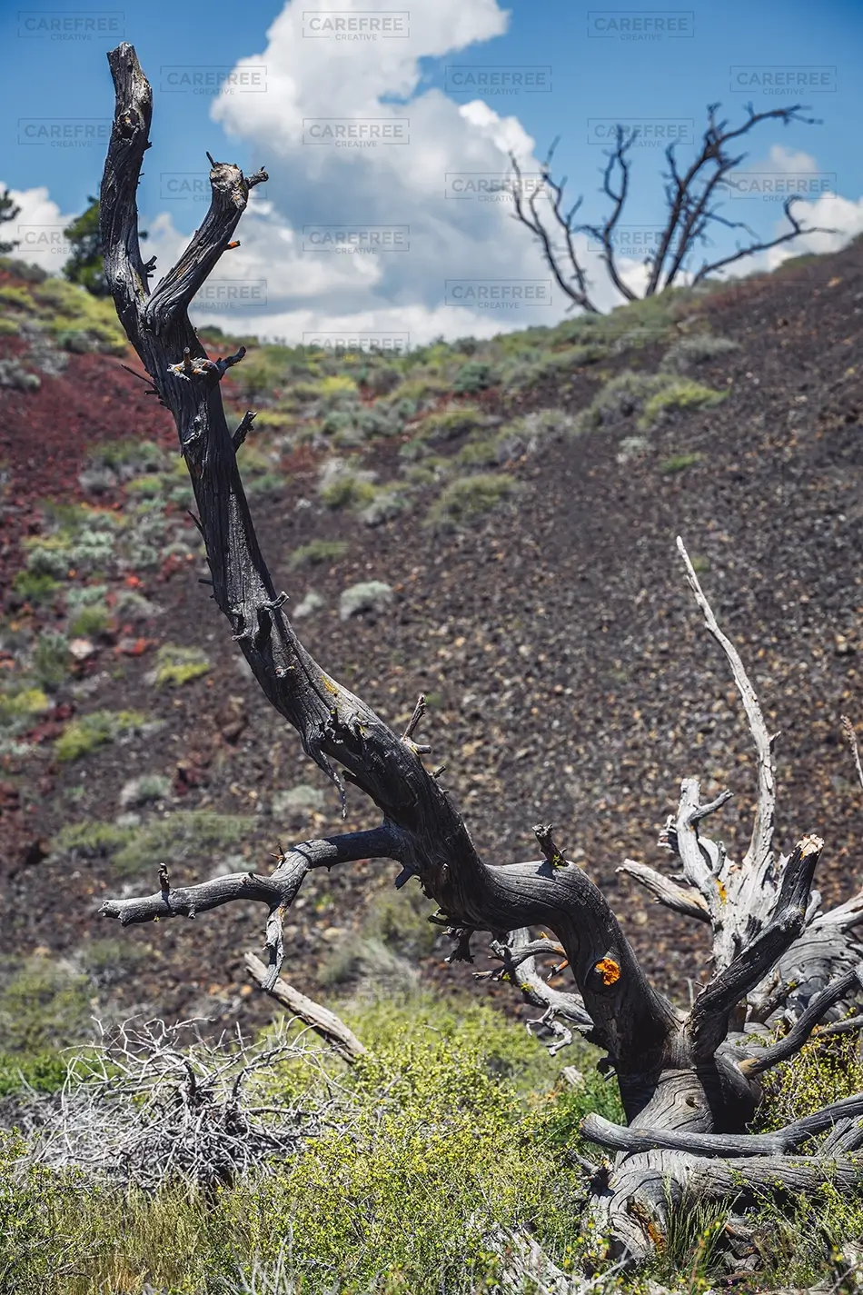 General Section Image