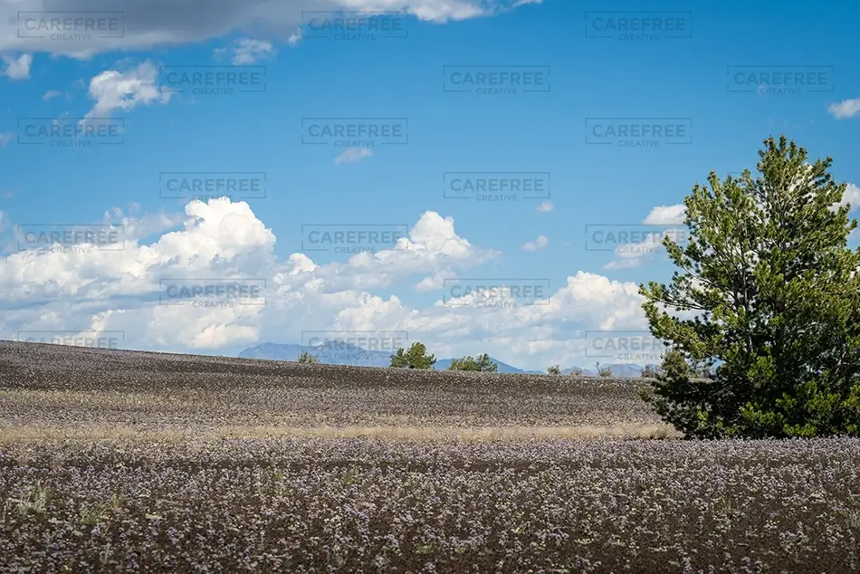 General Section Image