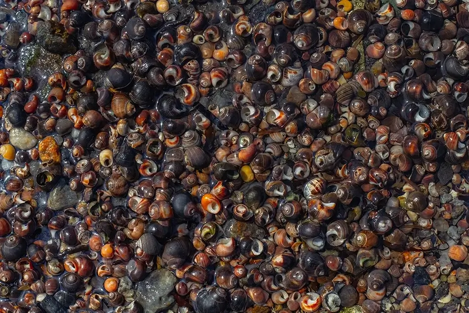 General Section Image