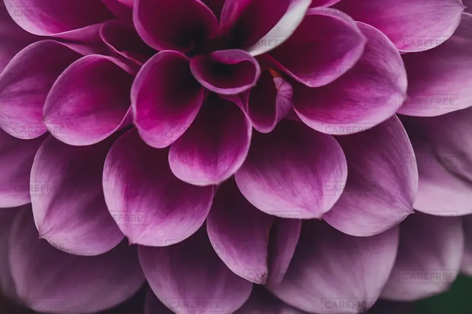 General Section Image