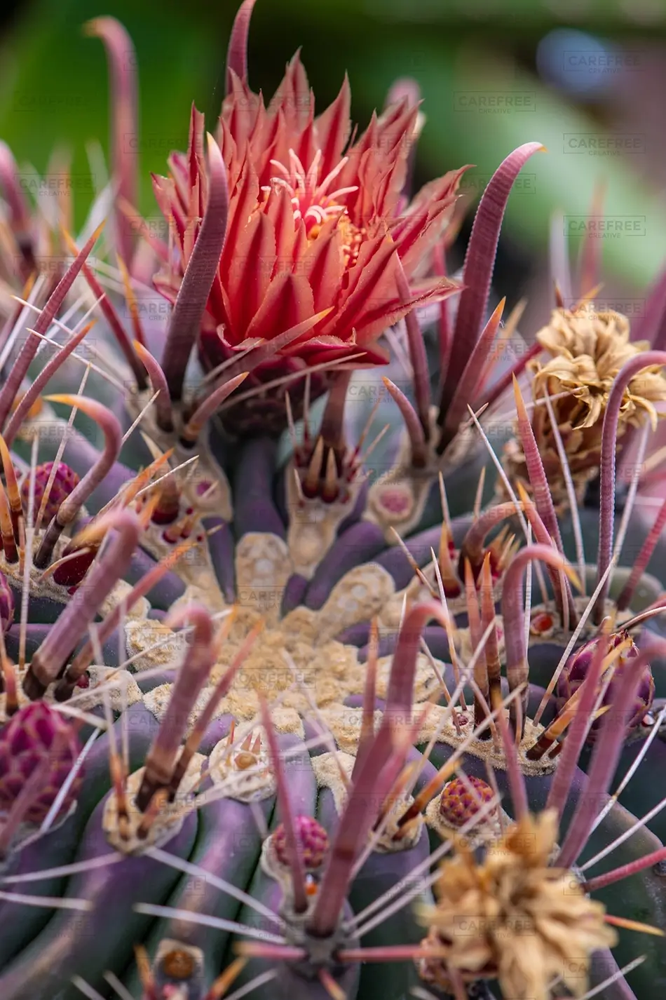 General Section Image