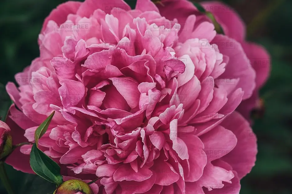 General Section Image