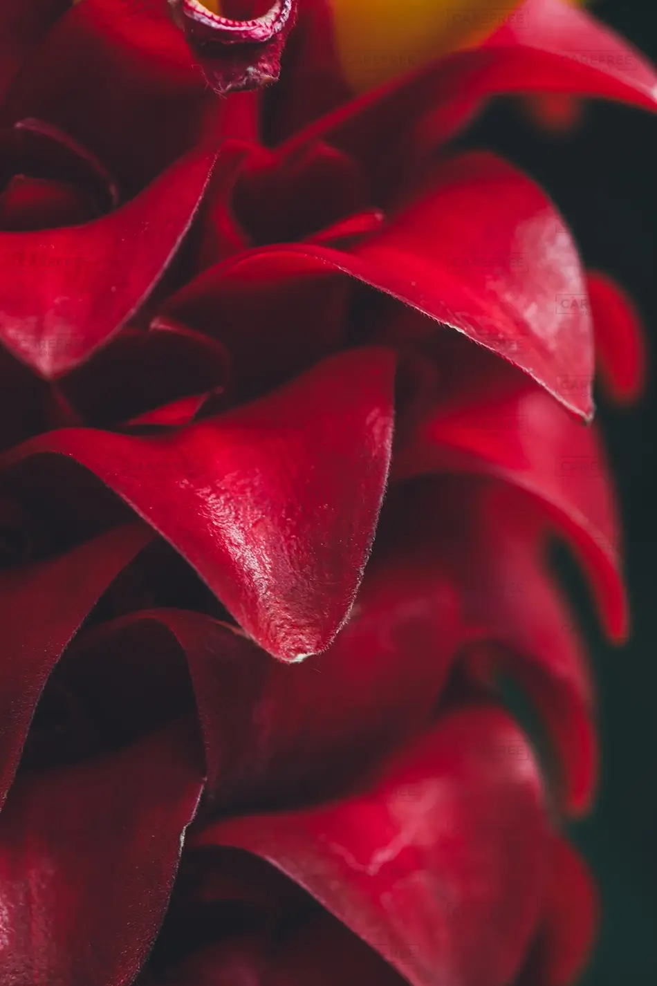 General Section Image