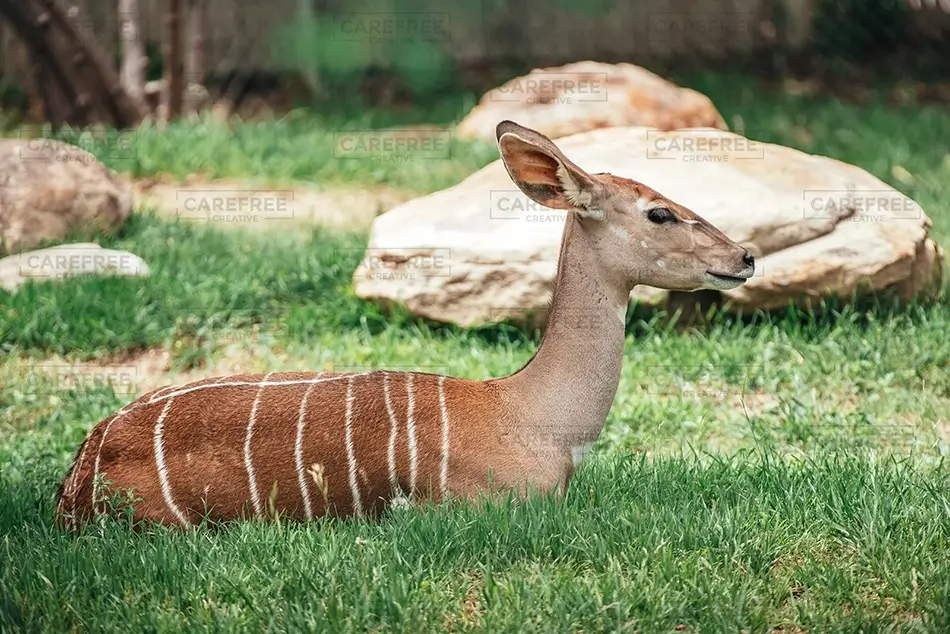 General Section Image