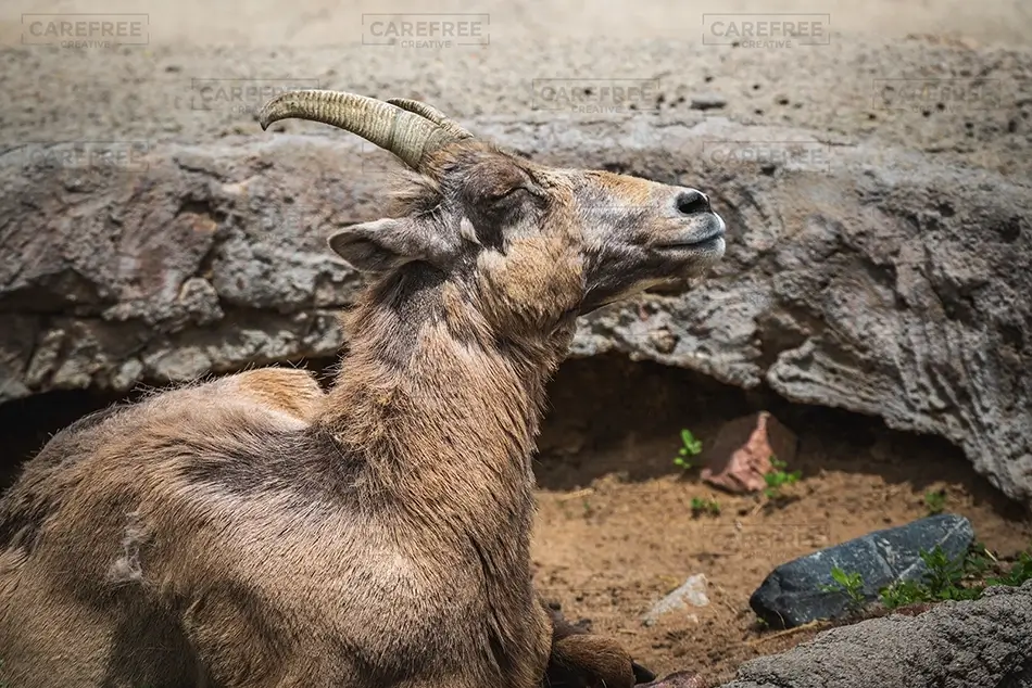 General Section Image