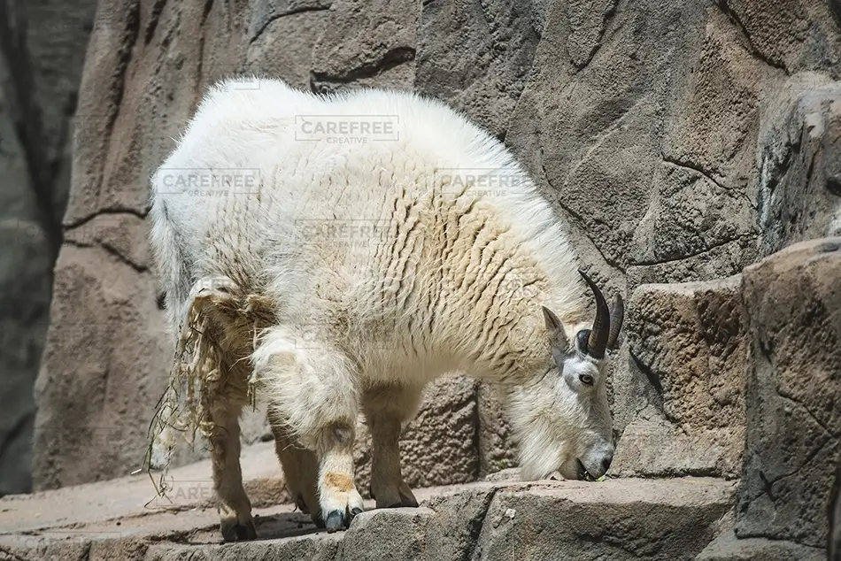 General Section Image