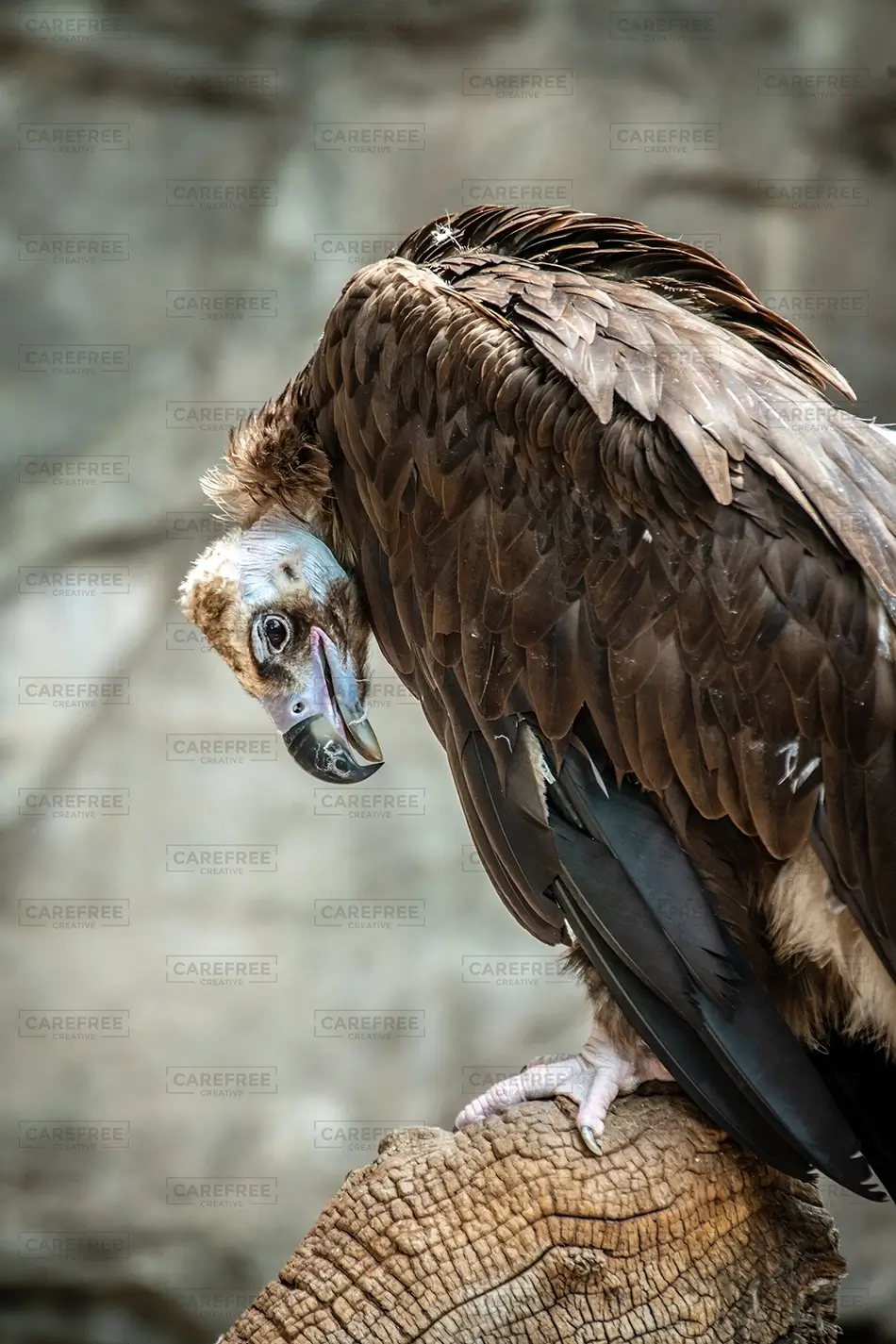 General Section Image