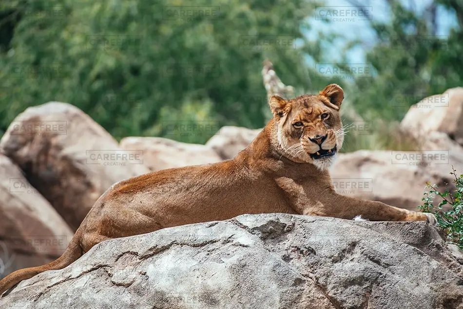 General Section Image