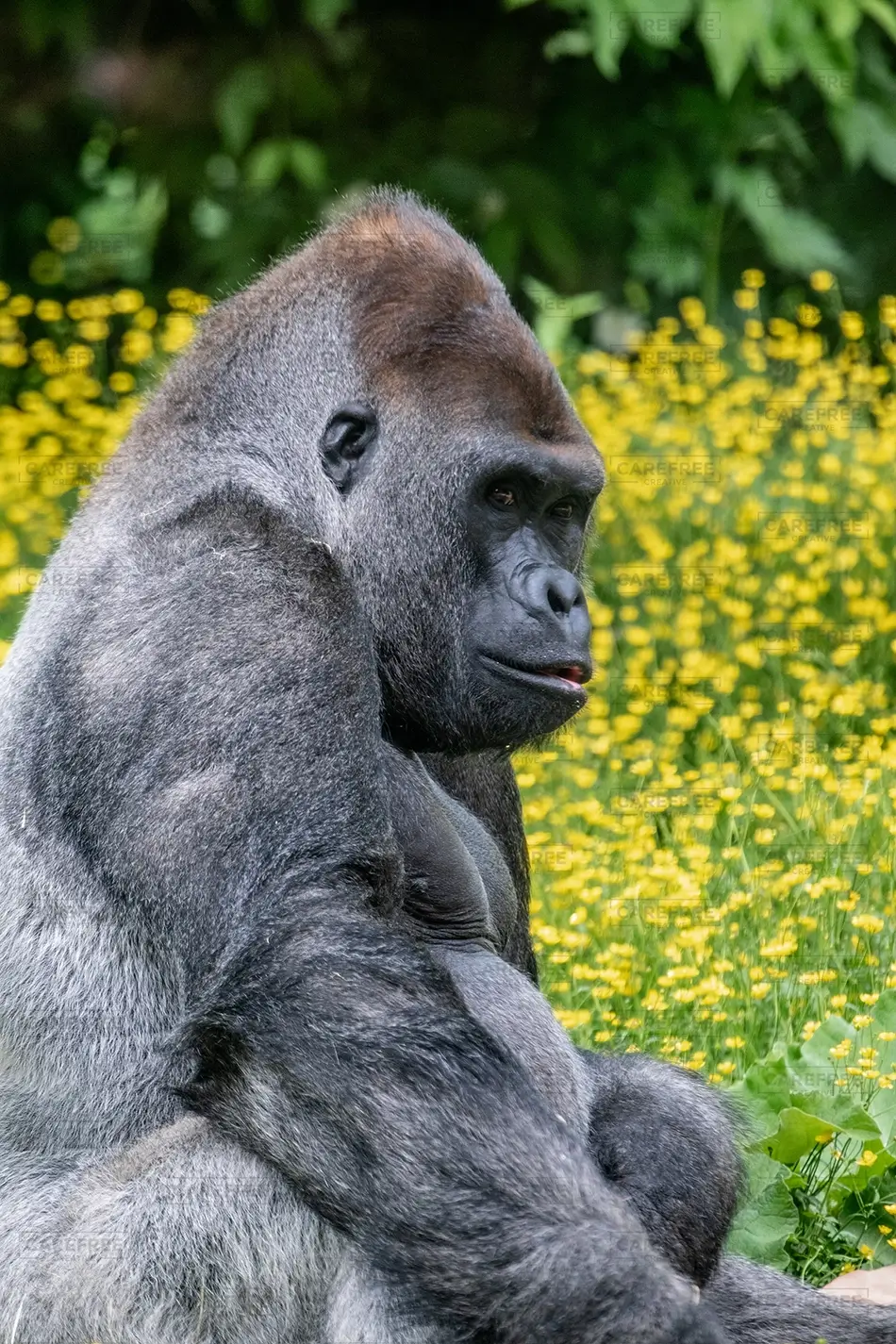 General Section Image