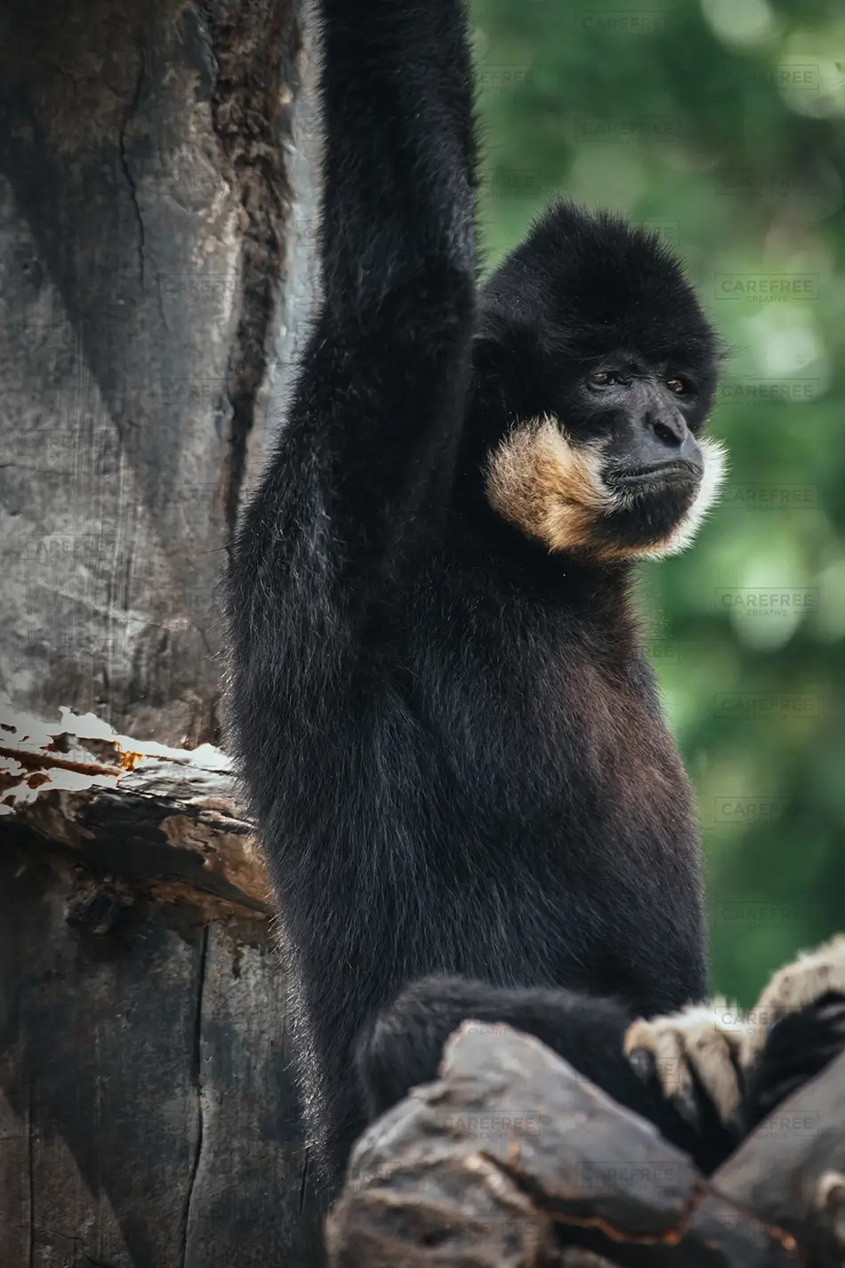 General Section Image