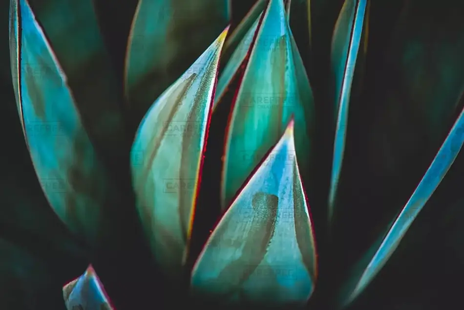 General Section Image