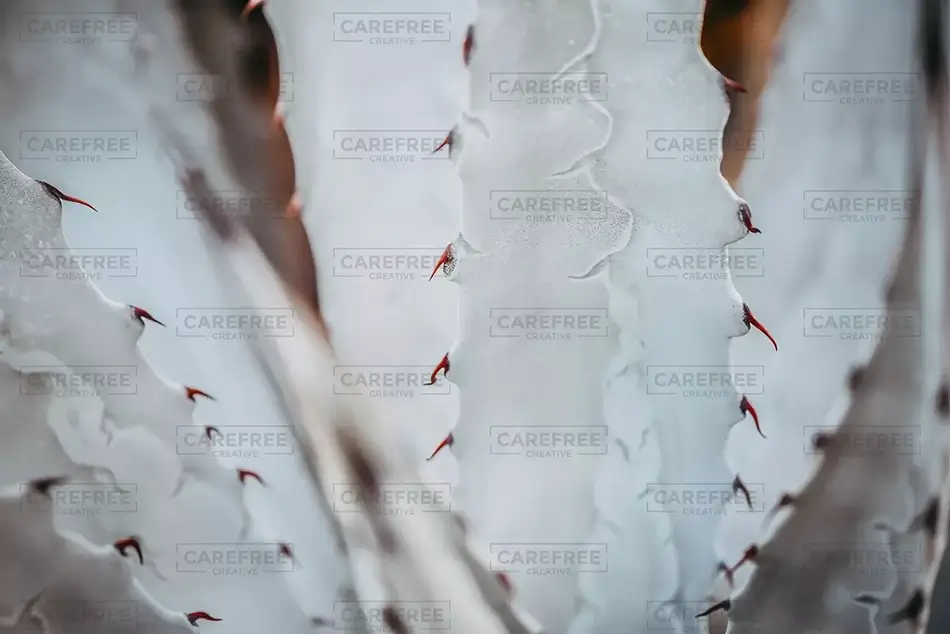 General Section Image