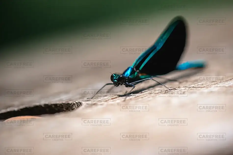 General Section Image