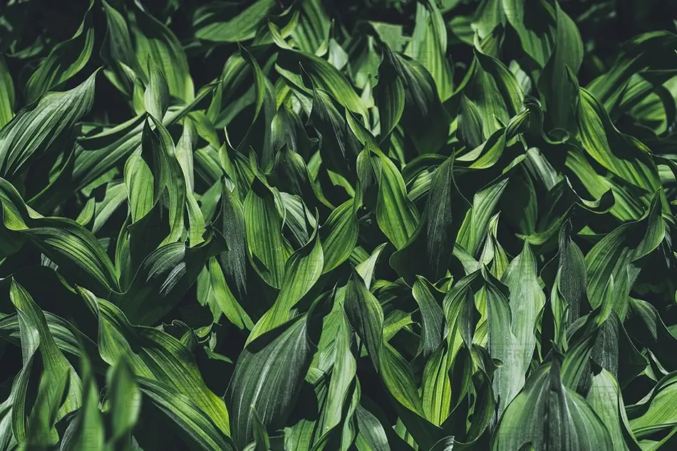 General Section Image