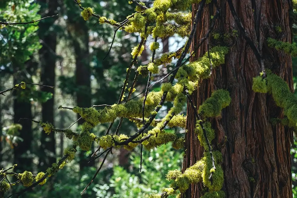 General Section Image