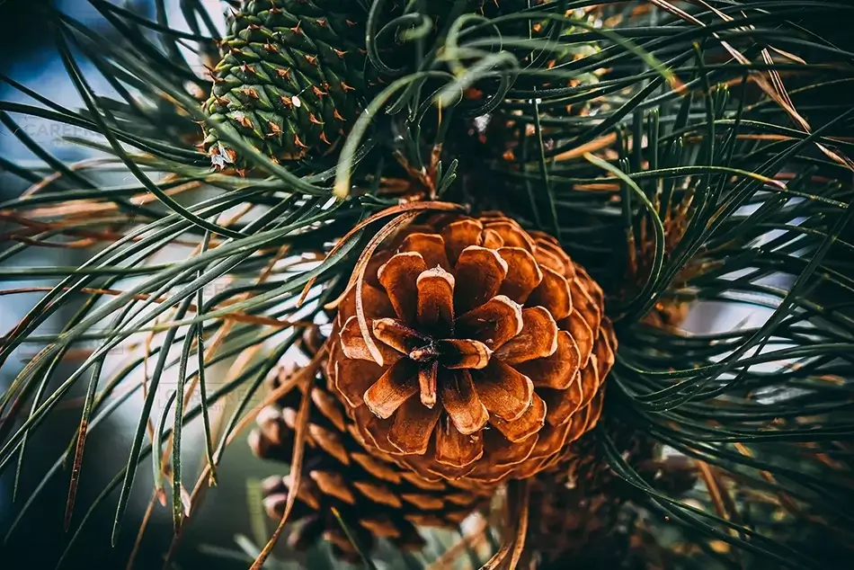 General Section Image