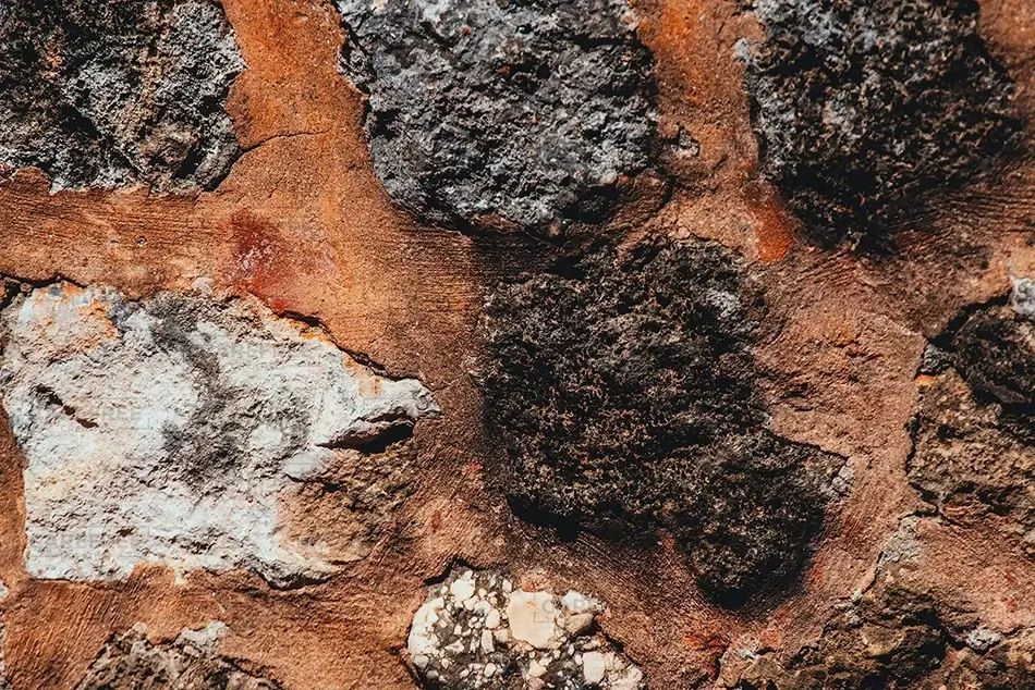 General Section Image