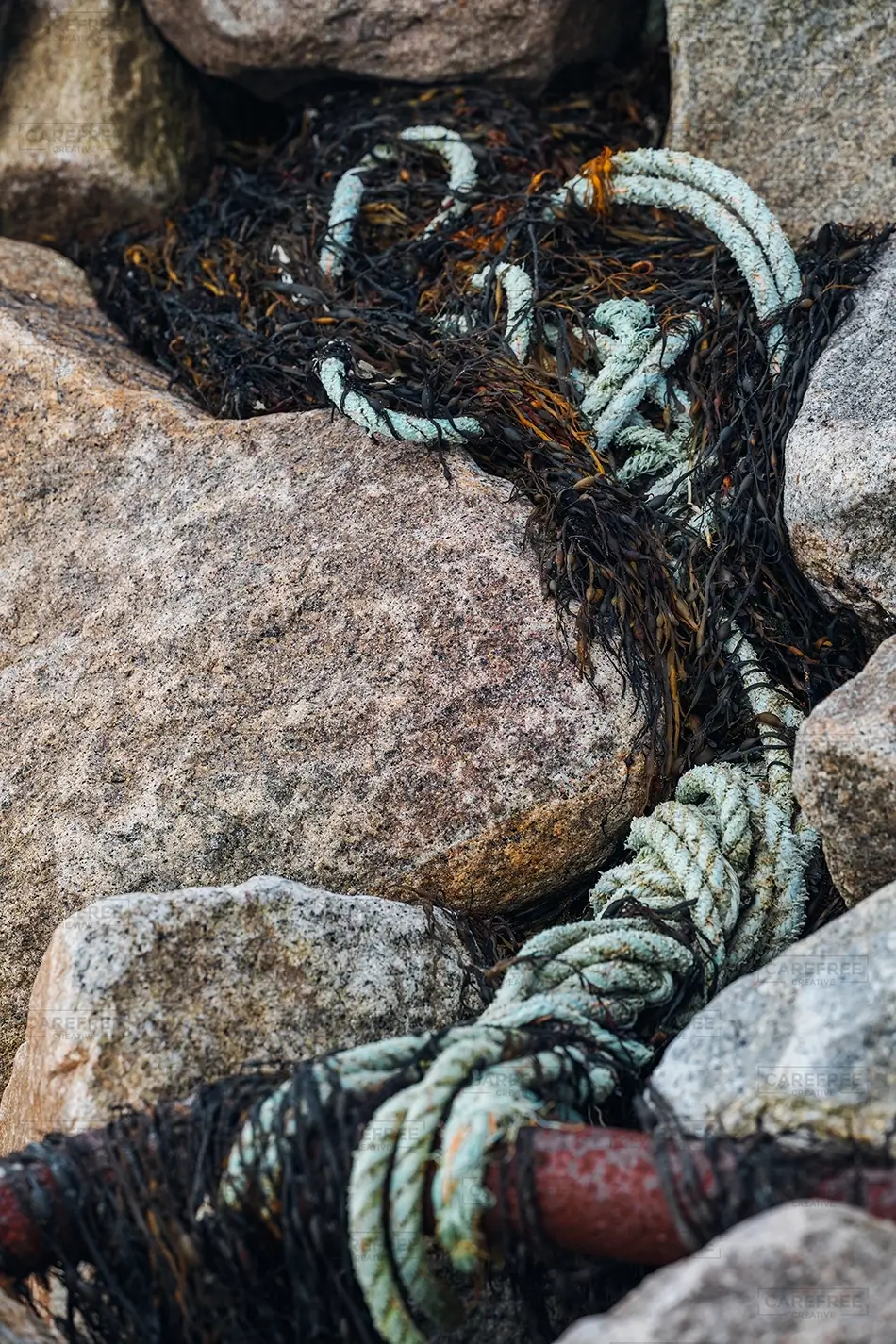 General Section Image