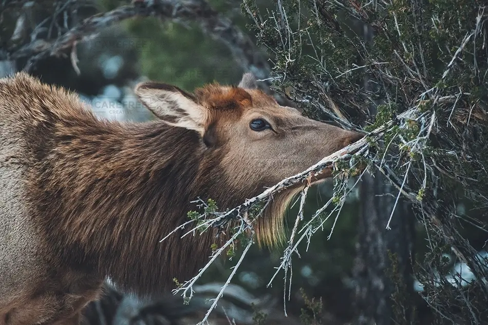 General Section Image