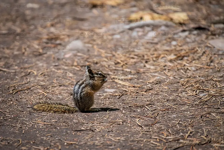 General Section Image