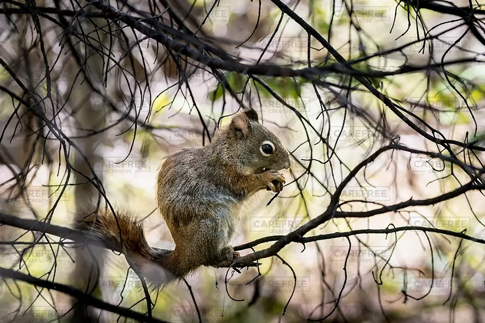 General Section Image