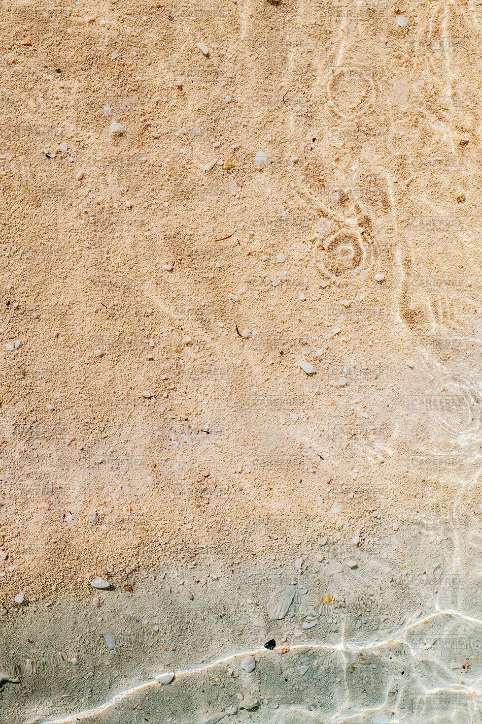 General Section Image