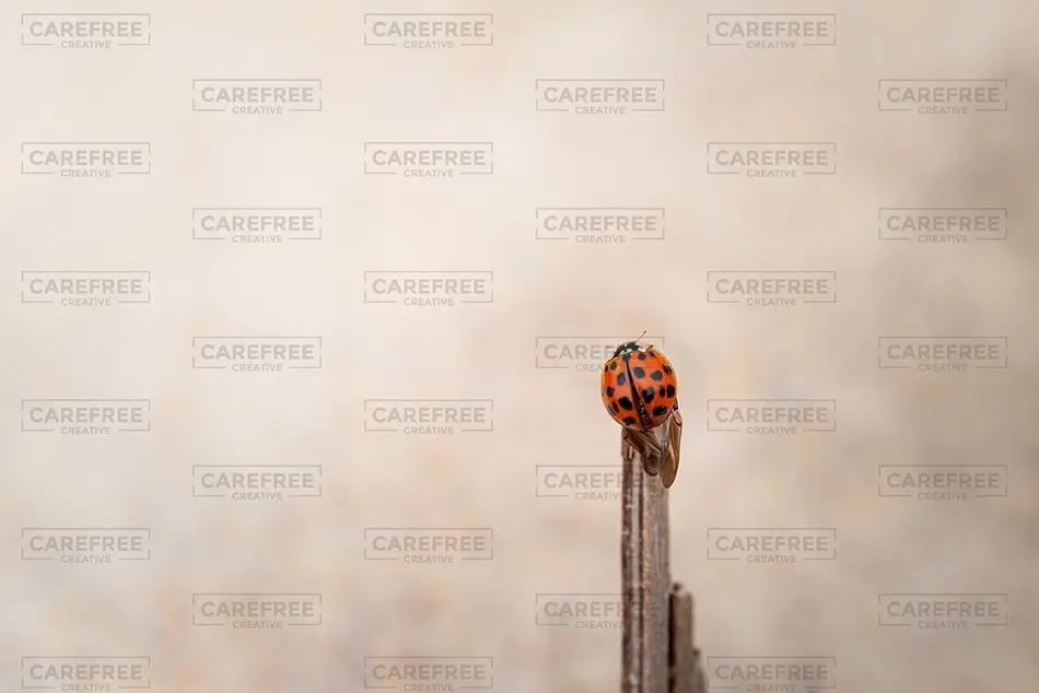 General Section Image