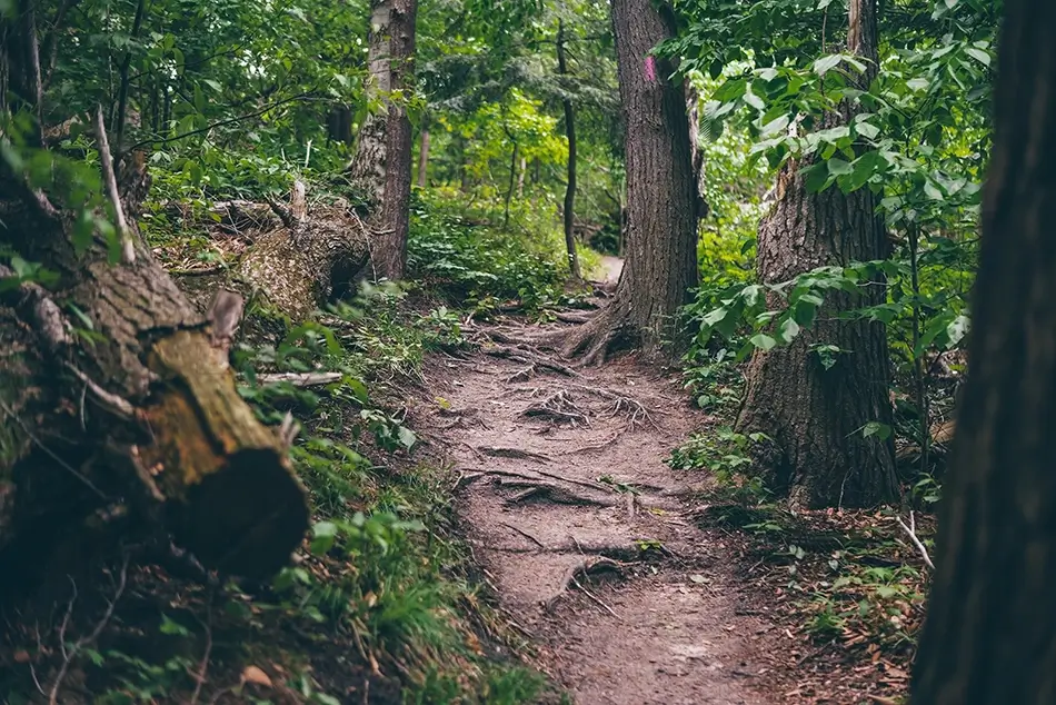 General Section Image