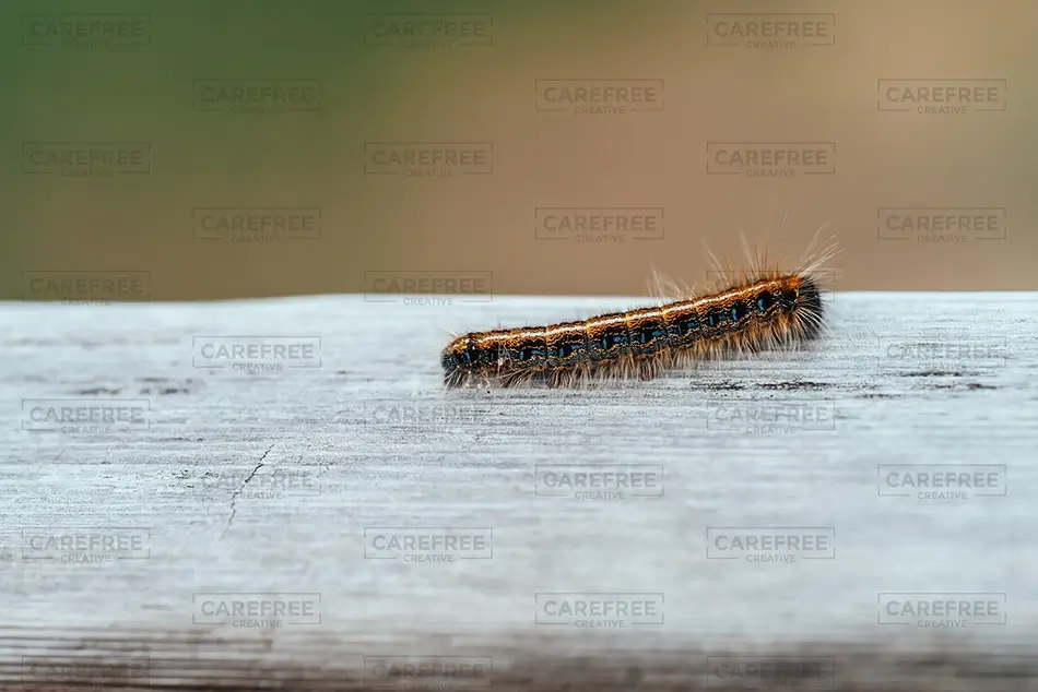 General Section Image