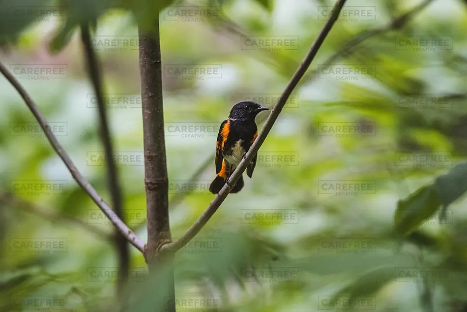 General Section Image