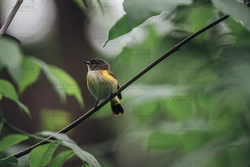 General Section Image