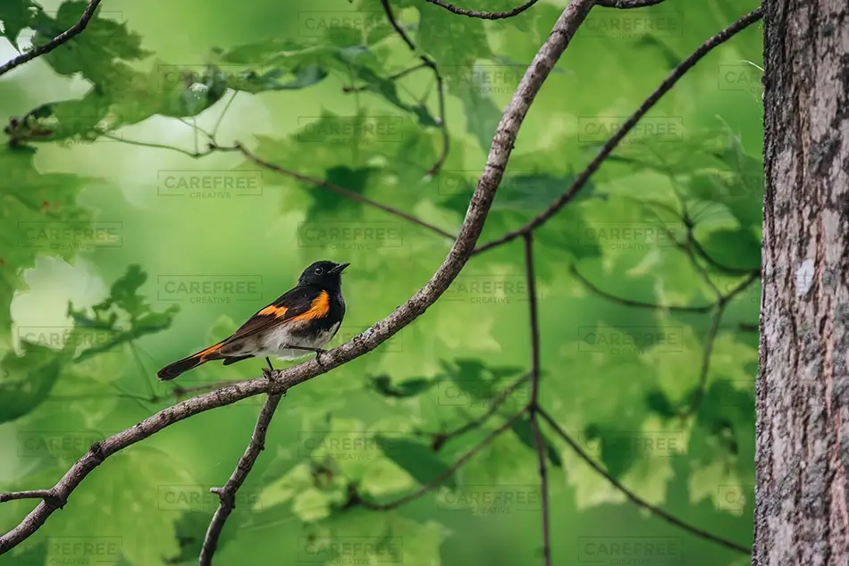 General Section Image