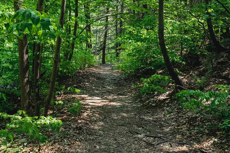 General Section Image