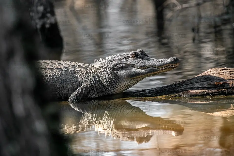 General Section Image