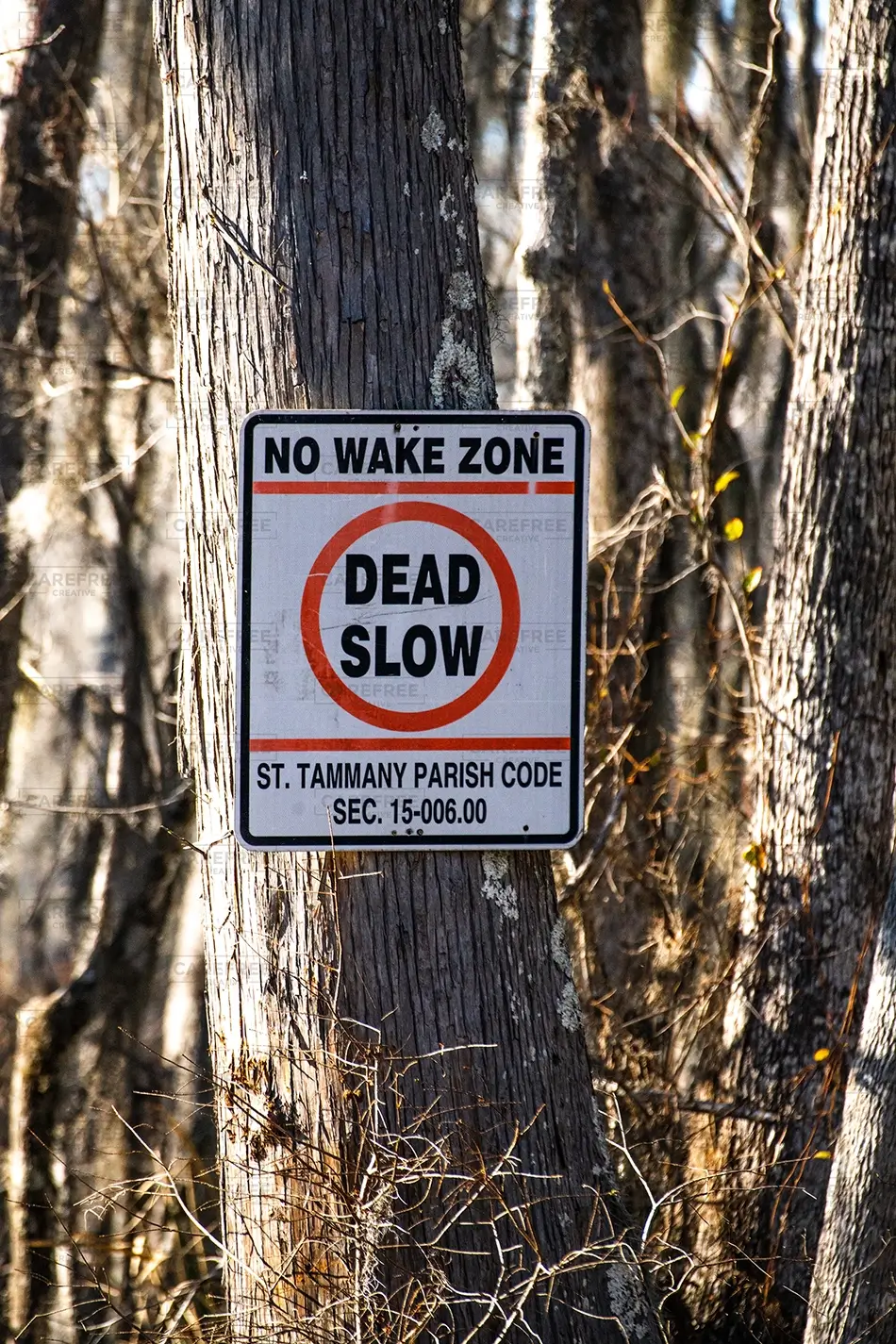 General Section Image