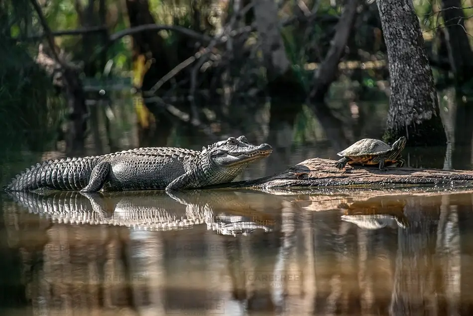 General Section Image