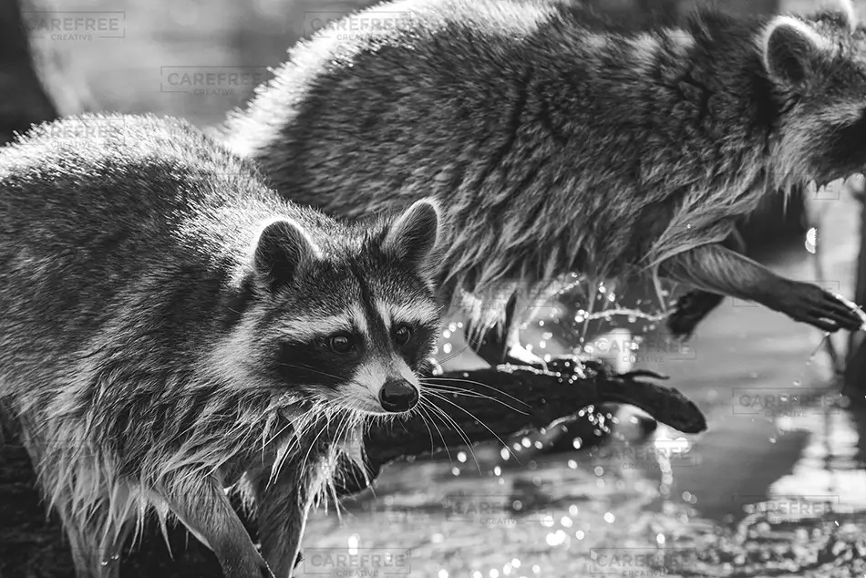 General Section Image