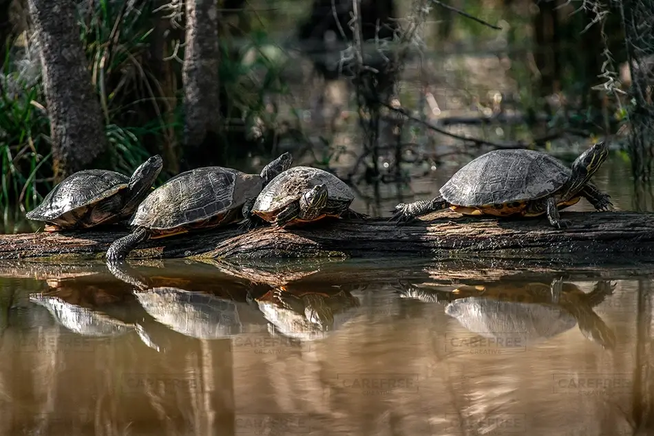 General Section Image