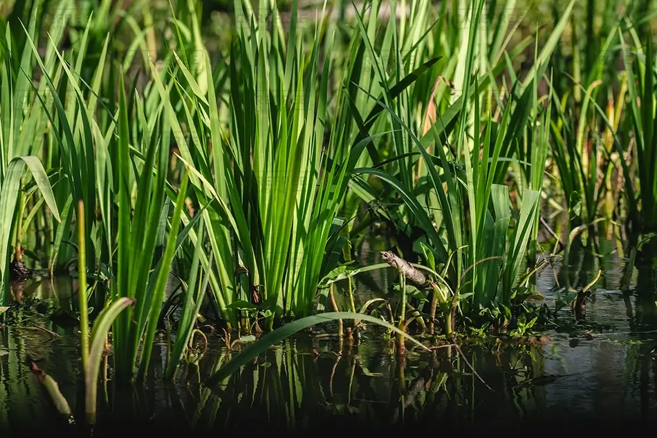 General Section Image