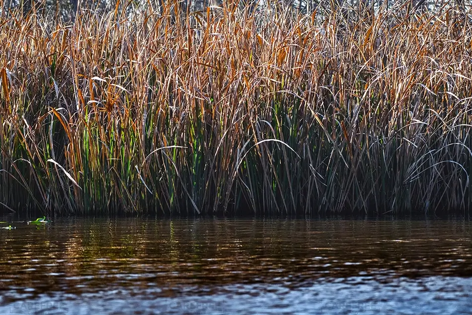 General Section Image