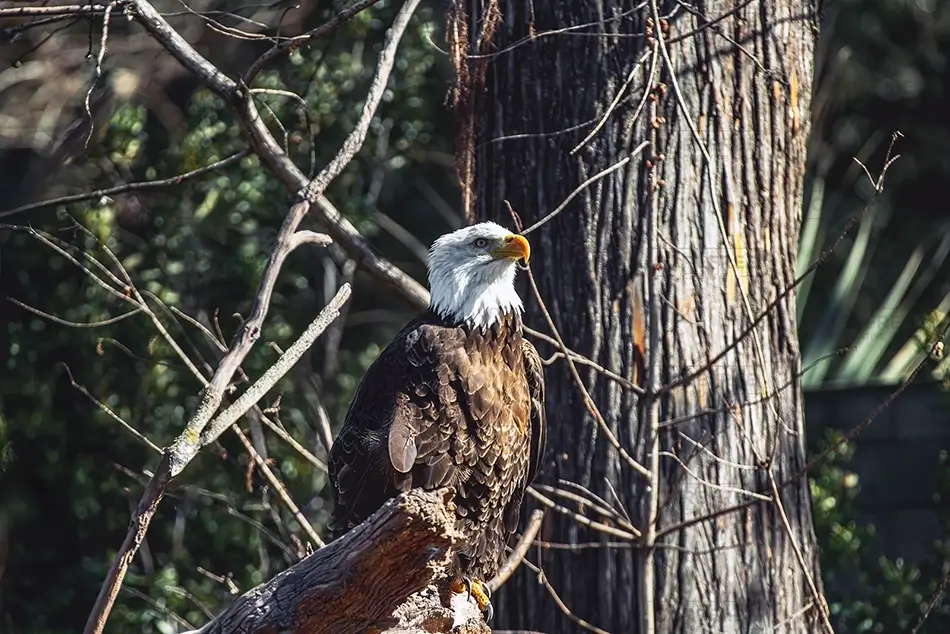 General Section Image