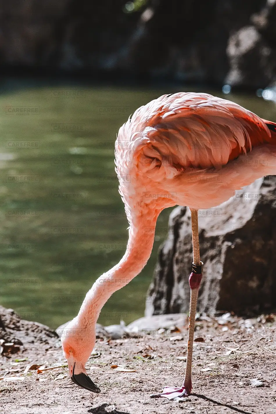 General Section Image