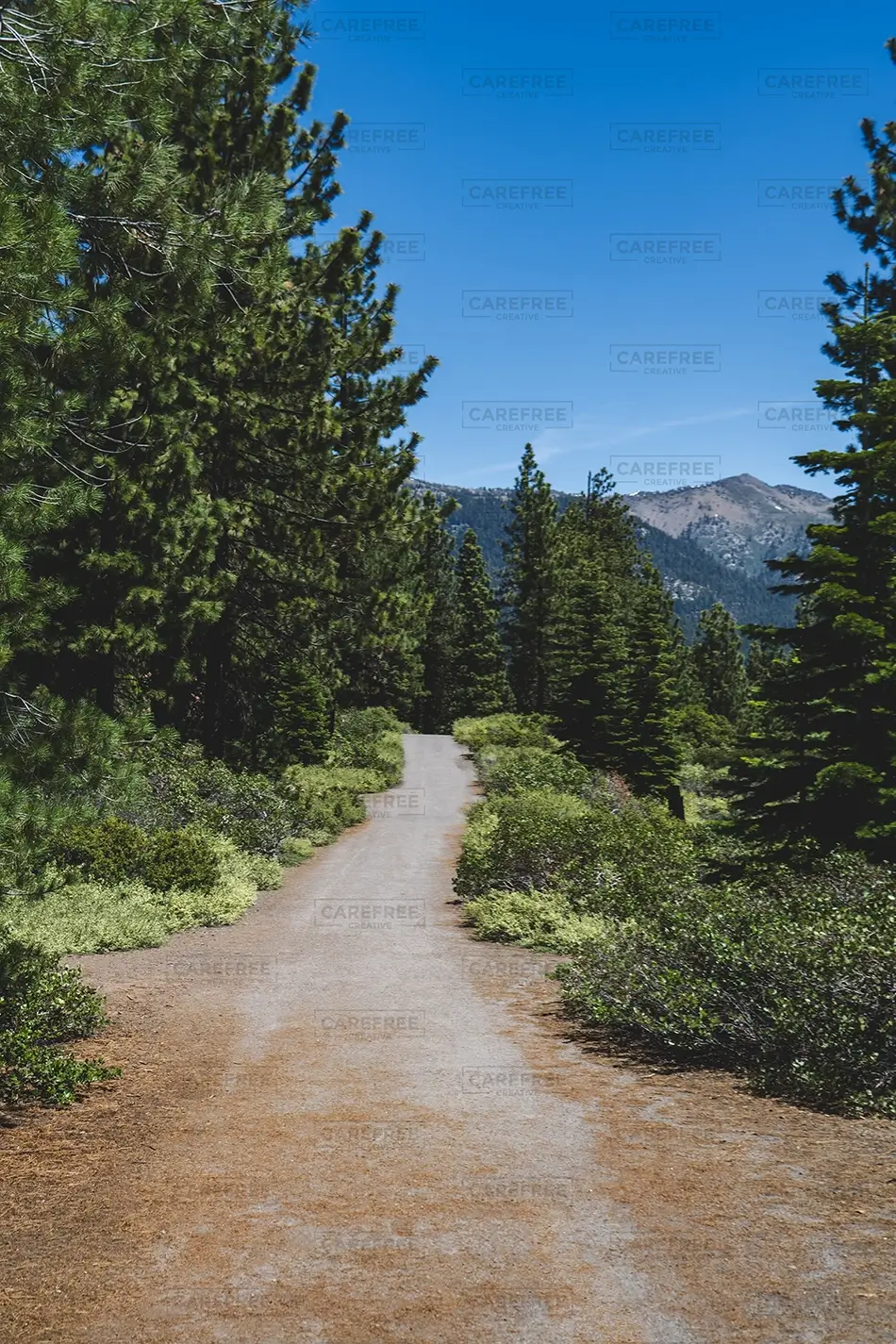 General Section Image