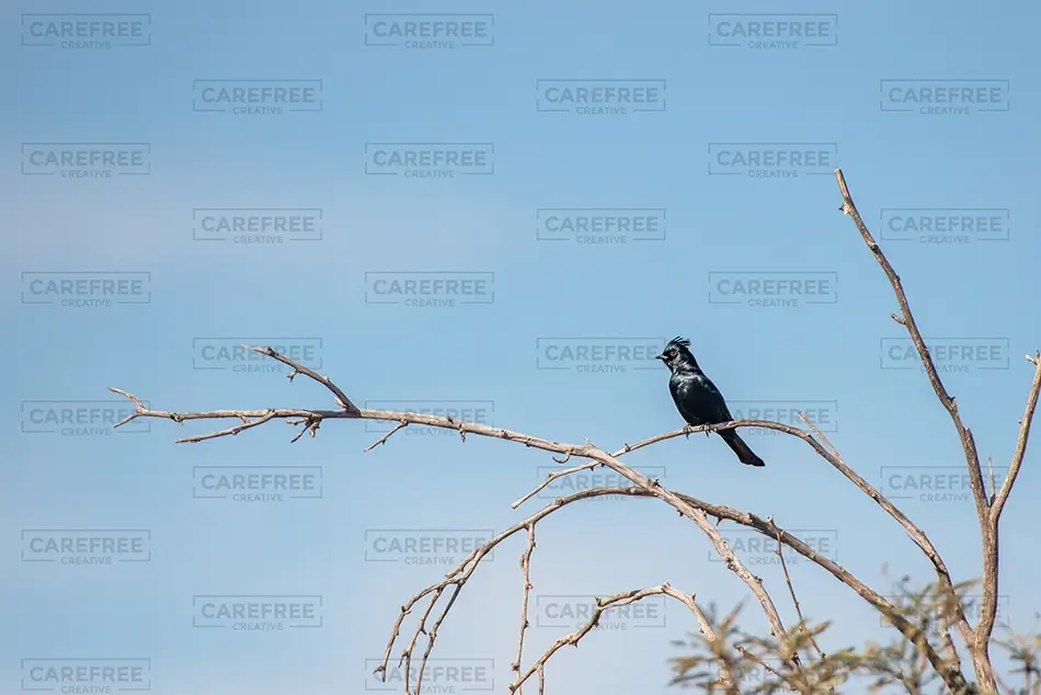 General Section Image