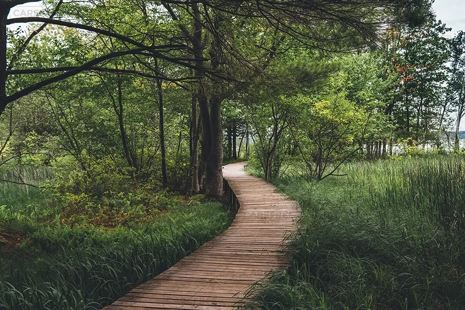 General Section Image