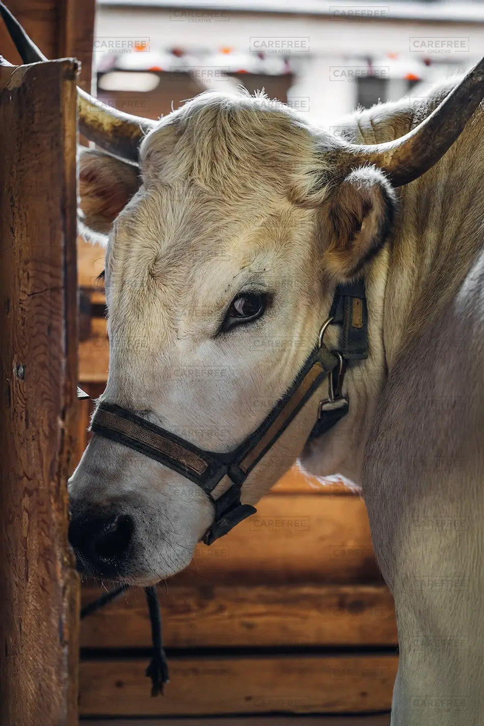 General Section Image