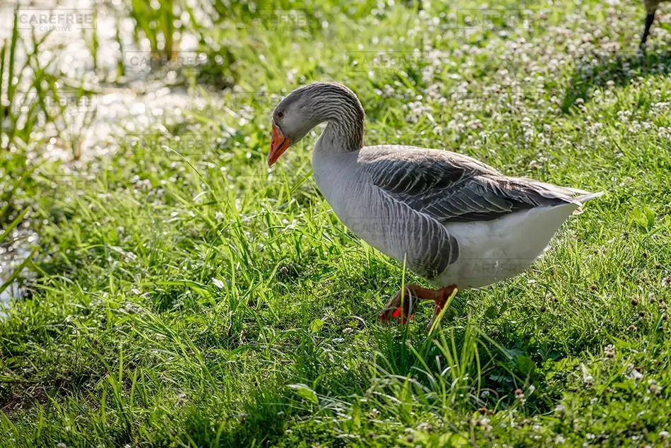 General Section Image