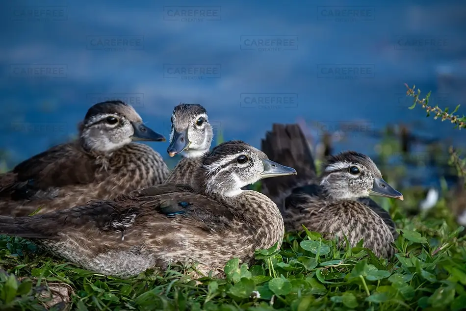 General Section Image