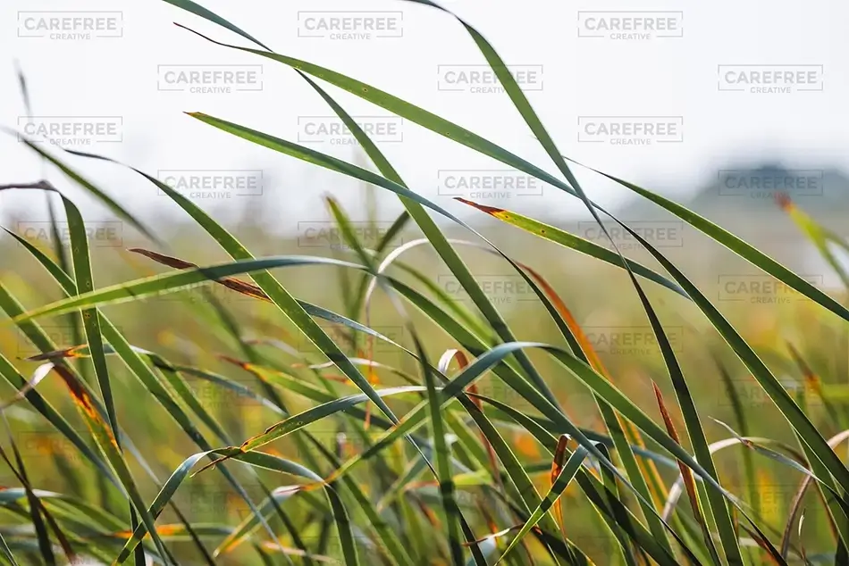 General Section Image